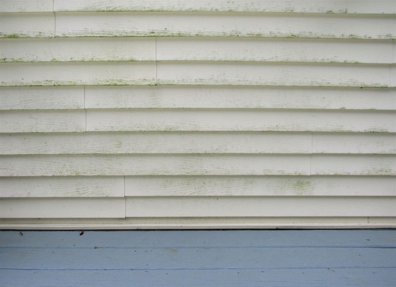 moldy siding